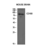 Western blot - CD180 Polyclonal Antibody from Signalway Antibody (41993) - Antibodies.com