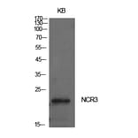 Western blot - NKp30 Polyclonal Antibody from Signalway Antibody (41995) - Antibodies.com