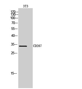 Western Blot analysis of 3T3 cells using CD267 Polyclonal Antibody