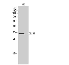 Western blot - CD267 Polyclonal Antibody from Signalway Antibody (41996) - Antibodies.com