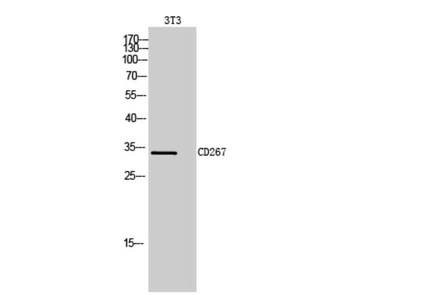 Western blot - CD267 Polyclonal Antibody from Signalway Antibody (41996) - Antibodies.com