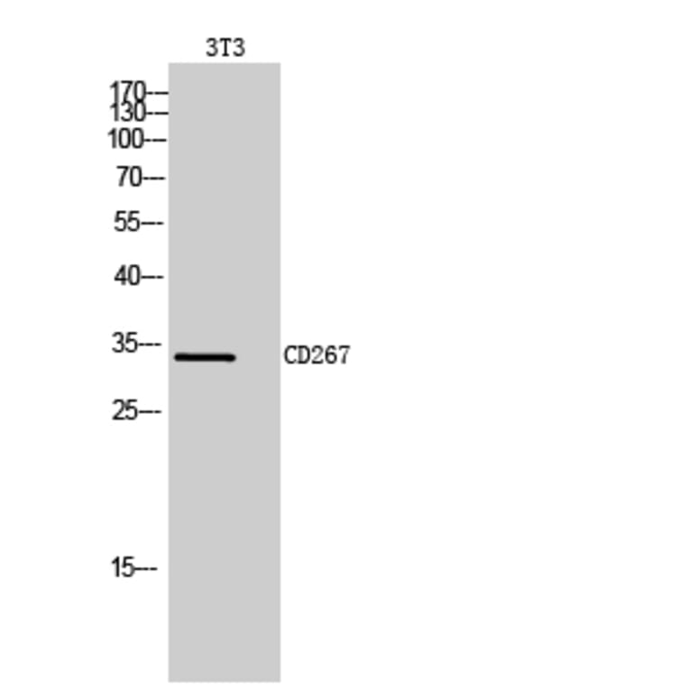 Western blot - CD267 Polyclonal Antibody from Signalway Antibody (41996) - Antibodies.com