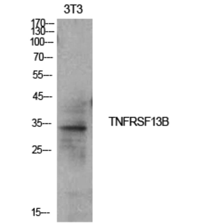 Western blot - CD267 Polyclonal Antibody from Signalway Antibody (41996) - Antibodies.com