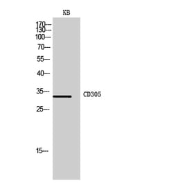 Western blot - CD305 Polyclonal Antibody from Signalway Antibody (41998) - Antibodies.com