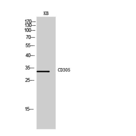 Western blot - CD305 Polyclonal Antibody from Signalway Antibody (41998) - Antibodies.com