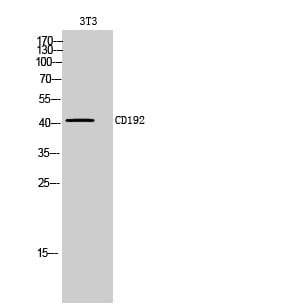 Western Blot analysis of 3T3 cells using CD192 Polyclonal Antibody