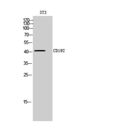 Western blot - CD192 Polyclonal Antibody from Signalway Antibody (41999) - Antibodies.com