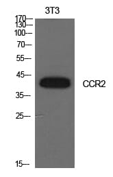 Western Blot analysis of NIH-3T3 cells using CD192 Polyclonal Antibody