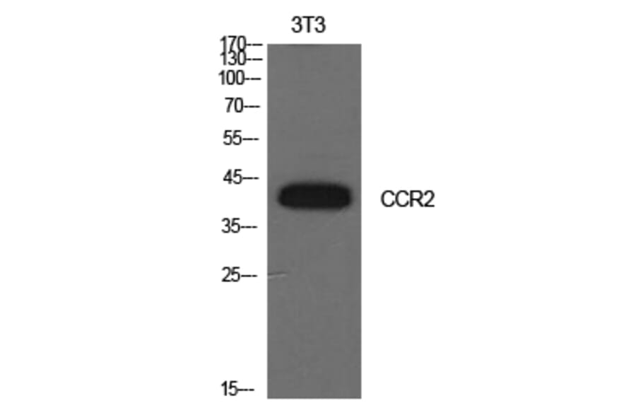 Western blot - CD192 Polyclonal Antibody from Signalway Antibody (41999) - Antibodies.com