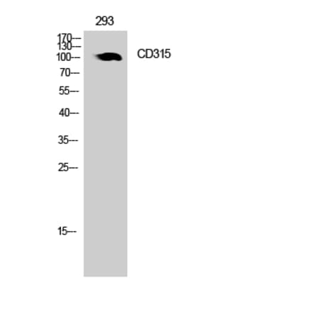 Western blot - CD315 Polyclonal Antibody from Signalway Antibody (42001) - Antibodies.com
