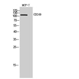 Western blot - CD249 Polyclonal Antibody from Signalway Antibody (42003) - Antibodies.com