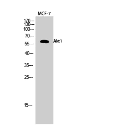 Western blot - Akt1 Polyclonal Antibody from Signalway Antibody (40575) - Antibodies.com