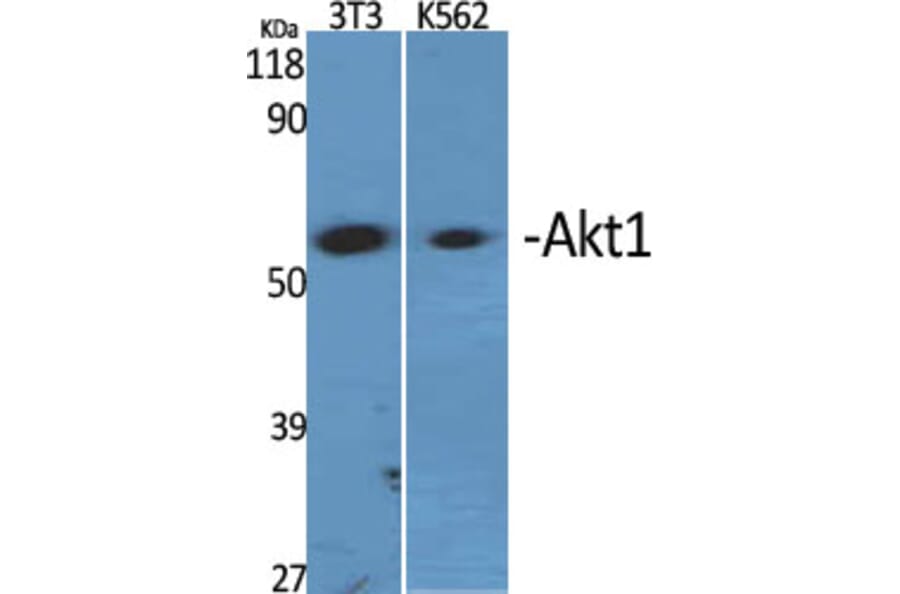 Western blot - Akt1 Polyclonal Antibody from Signalway Antibody (40575) - Antibodies.com