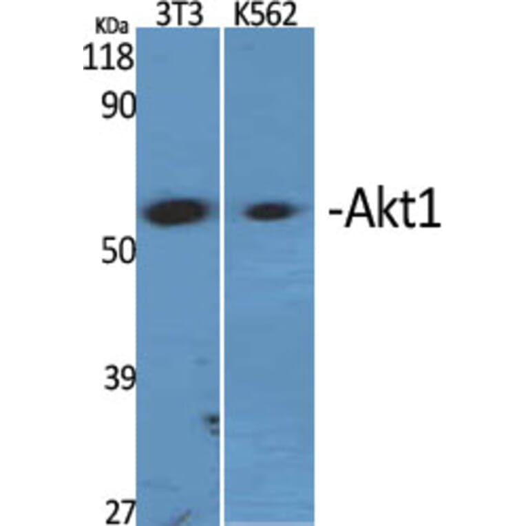 Western blot - Akt1 Polyclonal Antibody from Signalway Antibody (40575) - Antibodies.com