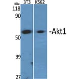 Western blot - Akt1 Polyclonal Antibody from Signalway Antibody (40575) - Antibodies.com