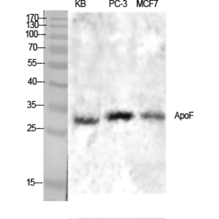 Western blot - ApoF Polyclonal Antibody from Signalway Antibody (40605) - Antibodies.com