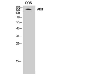 Western blot - Abl1 Polyclonal Antibody from Signalway Antibody (40663) - Antibodies.com
