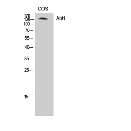 Western blot - Abl1 Polyclonal Antibody from Signalway Antibody (40663) - Antibodies.com