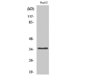 Western blot - CD34 Polyclonal Antibody from Signalway Antibody (40701) - Antibodies.com