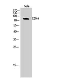 Western blot - CD44 Polyclonal Antibody from Signalway Antibody (40702) - Antibodies.com