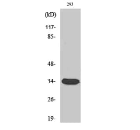 Western blot - Cdc2 Polyclonal Antibody from Signalway Antibody (40710) - Antibodies.com