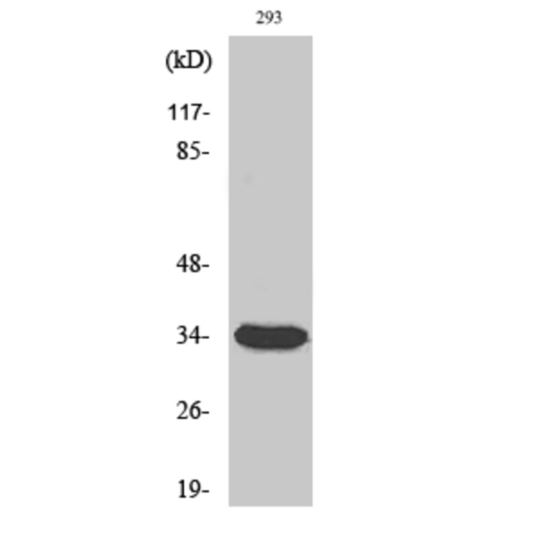 Western blot - Cdc2 Polyclonal Antibody from Signalway Antibody (40710) - Antibodies.com