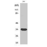 Western blot - Cdc2 Polyclonal Antibody from Signalway Antibody (40710) - Antibodies.com