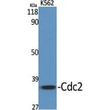 Western blot - Cdc2 Polyclonal Antibody from Signalway Antibody (40710) - Antibodies.com