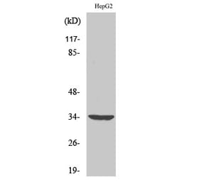 Western blot - Cdc2 Polyclonal Antibody from Signalway Antibody (40711) - Antibodies.com
