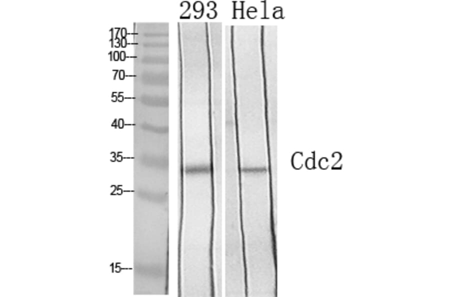 Western blot - Cdc2 Polyclonal Antibody from Signalway Antibody (40711) - Antibodies.com