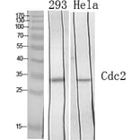 Western blot - Cdc2 Polyclonal Antibody from Signalway Antibody (40711) - Antibodies.com