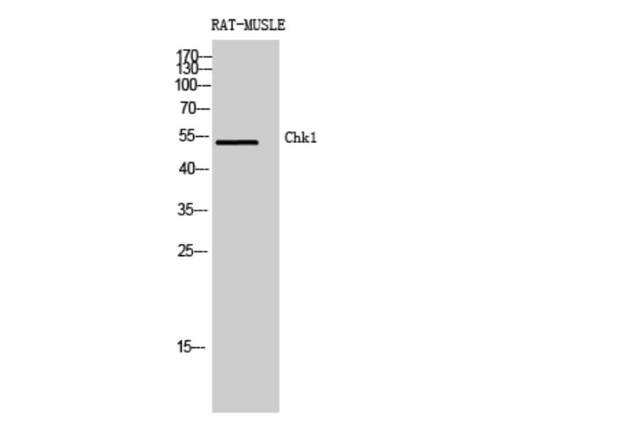 Western blot - Chk1 Polyclonal Antibody from Signalway Antibody (40738) - Antibodies.com