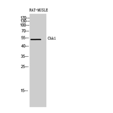 Western blot - Chk1 Polyclonal Antibody from Signalway Antibody (40738) - Antibodies.com