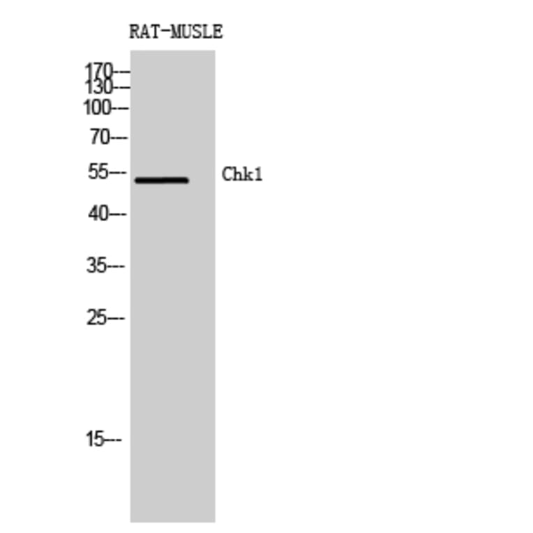 Western blot - Chk1 Polyclonal Antibody from Signalway Antibody (40738) - Antibodies.com