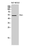 Western blot - Chk1 Polyclonal Antibody from Signalway Antibody (40738) - Antibodies.com