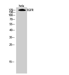 Western Blot analysis of hela cells using EGFR Polyclonal Antibody