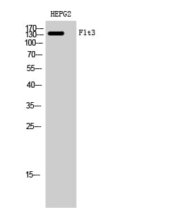 Western Blot analysis of HEPG2 cells using Flt3 Polyclonal Antibody