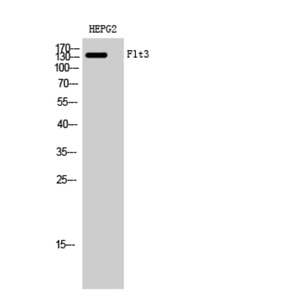Western blot - Flt3 Polyclonal Antibody from Signalway Antibody (40931) - Antibodies.com