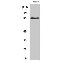 Western blot - GIT2 Polyclonal Antibody from Signalway Antibody (40963) - Antibodies.com