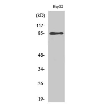 Western blot - GIT2 Polyclonal Antibody from Signalway Antibody (40963) - Antibodies.com