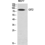 Western blot - GIT2 Polyclonal Antibody from Signalway Antibody (40963) - Antibodies.com