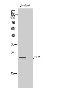 Western Blot analysis of Jurkat cells using JDP2 Polyclonal Antibody