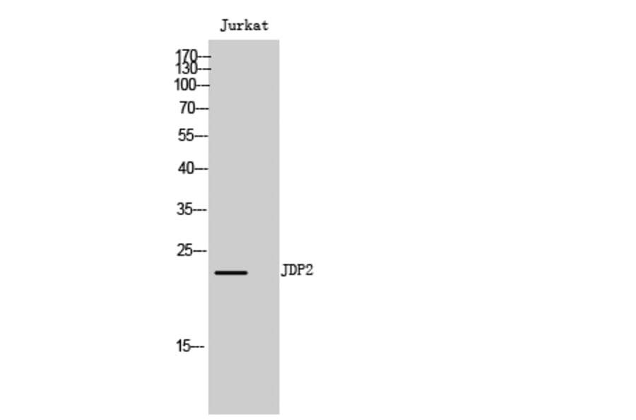 Western blot - JDP2 Polyclonal Antibody from Signalway Antibody (41083) - Antibodies.com