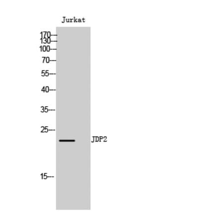 Western blot - JDP2 Polyclonal Antibody from Signalway Antibody (41083) - Antibodies.com