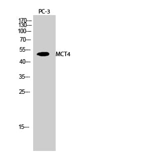 Western Blot analysis of PC-3 cells using MCT4 Polyclonal Antibody
