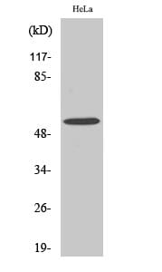 Western Blot analysis of K562 cells using MLKL Polyclonal Antibody