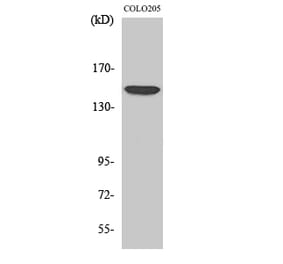 Western blot - MRP7 Polyclonal Antibody from Signalway Antibody (41167) - Antibodies.com