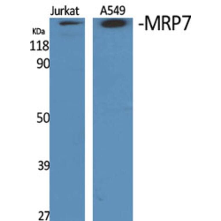 Western blot - MRP7 Polyclonal Antibody from Signalway Antibody (41167) - Antibodies.com