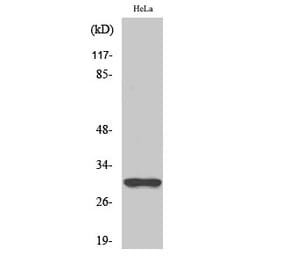 Western blot - NQO1 Polyclonal Antibody from Signalway Antibody (41254) - Antibodies.com