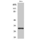 Western blot - NQO1 Polyclonal Antibody from Signalway Antibody (41254) - Antibodies.com